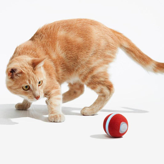 Cheerble Wicked Ball M3 Interactive Cat Ball Toy with Light - Automatic Moving Ball Toy for Indoor Cat Kitten